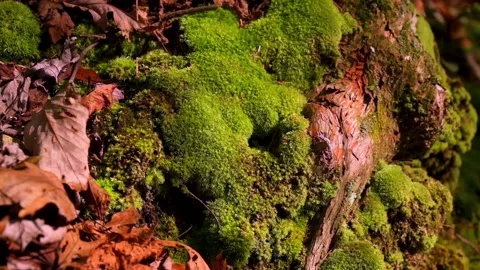 Nature at its best Stock Footage 143621546