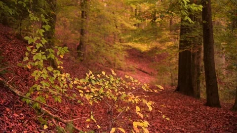 Nature at its best Stock Footage 143621549