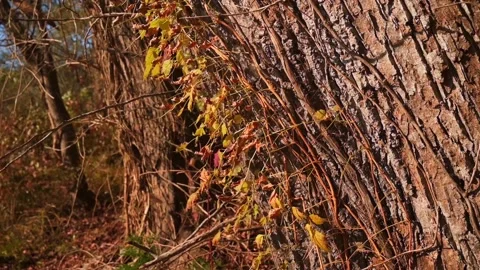 Nature at its best Stock Footage 143621555