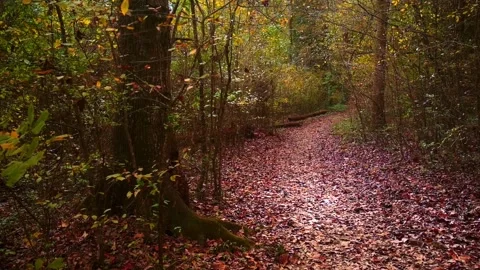 Nature at its best Stock Footage 143621559