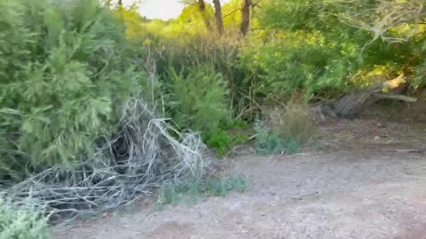 Nature at its finest 库存影片 246621863