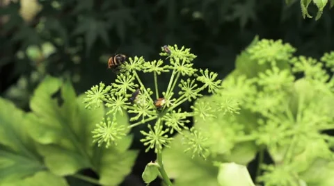 Nature Japan - Bee on flower Stock Footage