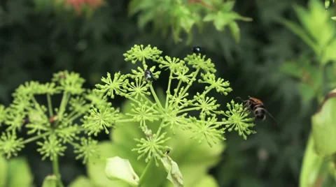 Nature Japan Vidéo 8556089