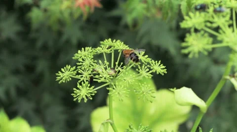 Nature Japan Vidéo 8556446
