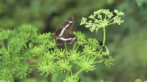 Nature Japan Vidéo 8556659