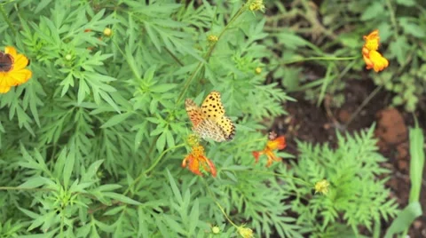 Nature Japan Vidéo 8556942
