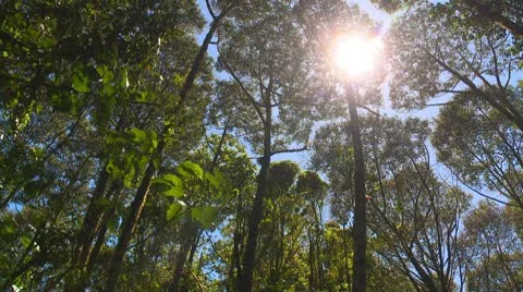 Nature, jungle canopy and sun pan Stock Footage