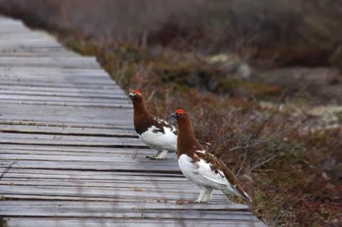 Nature of Kamchatka. Rossiya. Stock Photos
