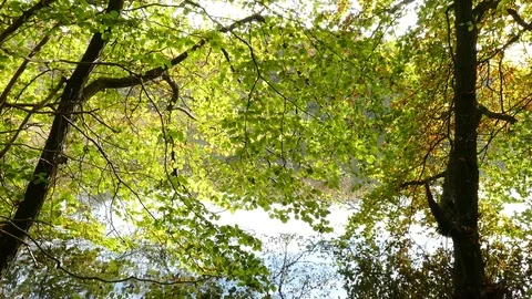 Nature at the lake Stock Footage 75277804