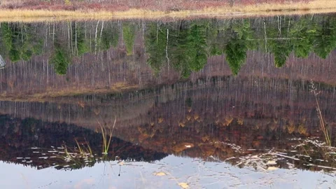 Nature landscape background, reflection of forest in the lake Stock Footage 144314857