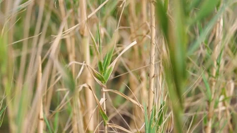 Nature Landscape Stock Footage 266897177