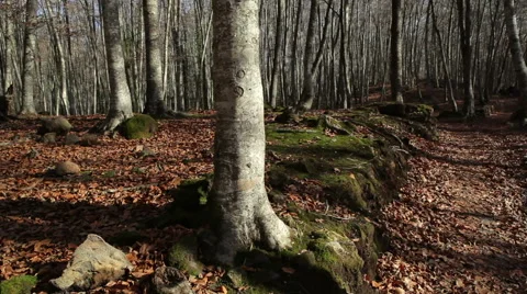 Nature landscape of this great beech forest in winter. Stock Footage 55139029