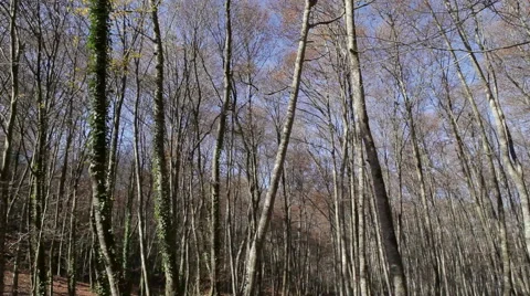 Nature landscape of this great beech forest in winter. Stock Footage 55139093