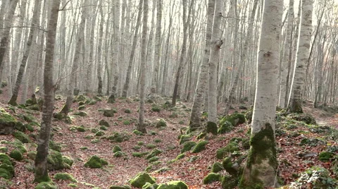 Nature landscape of this great beech forest in winter. Stock Footage 55139161