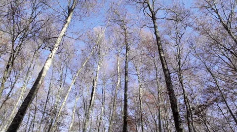 Nature landscape of this great beech forest in winter. 库存影片 55139183