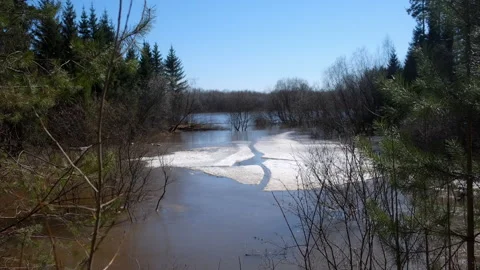 Nature landscape with ice surface on river water surrounded coniferous forest. Video stock 311870638