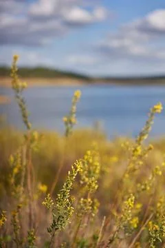 Nature landscape of Minutos Dam reservoir lake with yellow flowers on a su... Stock Photos