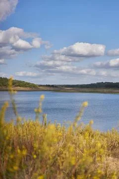 Nature landscape of Minutos Dam reservoir lake with yellow flowers on a su... Stock Photos
