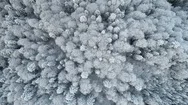 Nature Landscape With Mixed Snow Covered Trees. Aerial Top Down View Of Winter Stock Footage