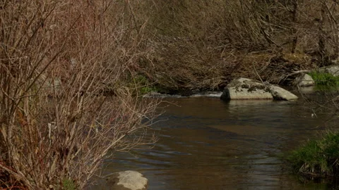 Nature landscape with a river streaming past bare winter branches and moss .. Stock Footage 335461675