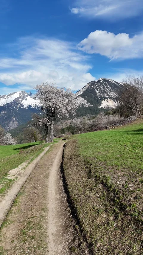 Nature landscape by spring with blossoming trees and snowy mountains Stock Footage 334137258