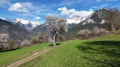 Nature landscape by spring with blossoming trees Stock Footage 334294454