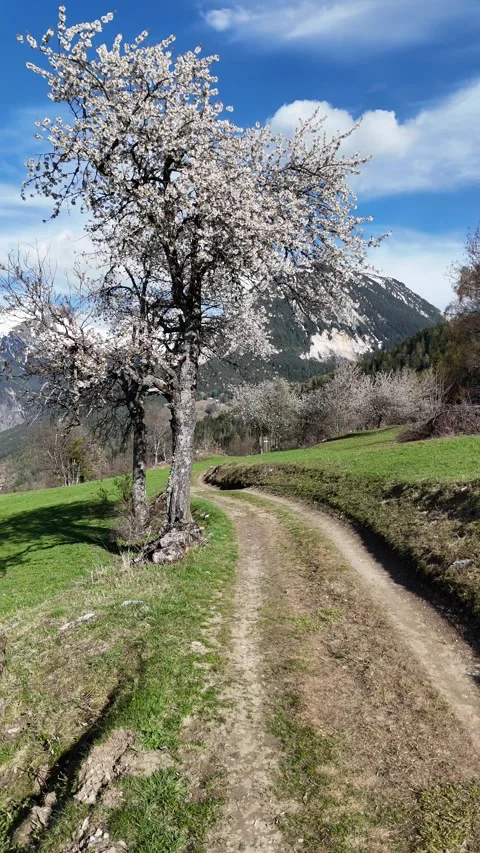 Nature landscape by spring with blossoming trees Stock Footage 334295658