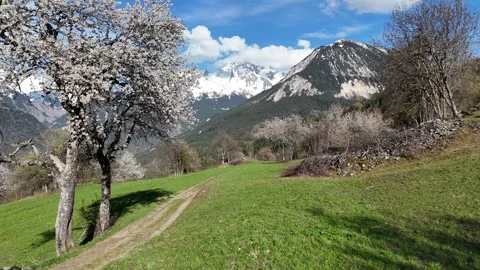 Nature landscape by spring with blossoming trees Stock Footage 334296421