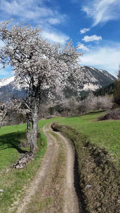 Nature landscape by spring with blossoming trees Stock Footage 334299902