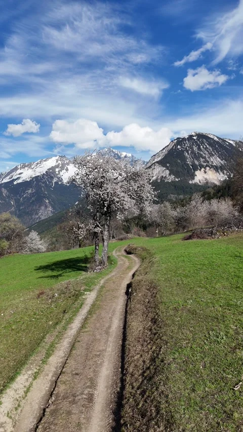 Nature landscape by spring with blossoming trees and snowy mountains Stock Footage 334299953
