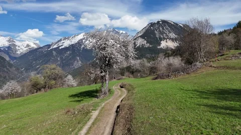 Nature landscape by spring with blossoming trees and snowy mountains Stock Footage 334301568