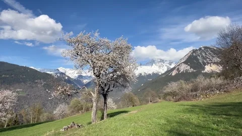 Nature landscape by spring with blossoming trees Stock Footage 334444264