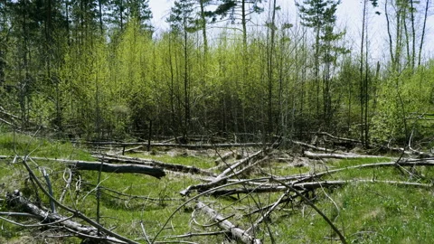 Nature landscape. Spring deciduous forest on sunny day. 4K 動画素材 92796827