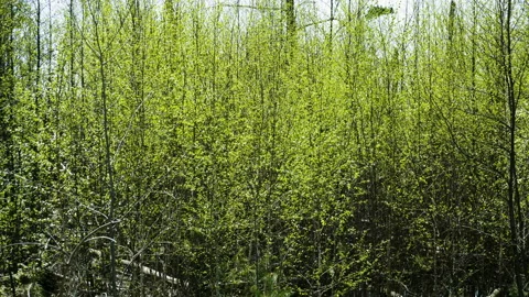 Nature landscape. Spring deciduous forest on sunny day. 4K Stock Footage 92797325