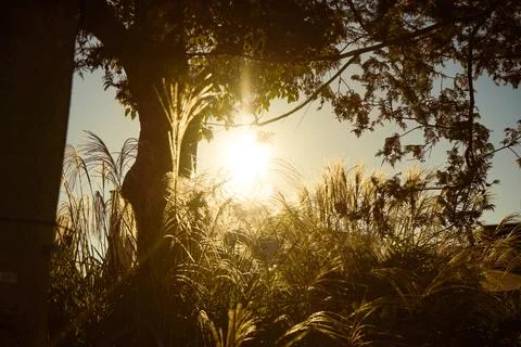 Nature Landscape at Sunset Stock Photos