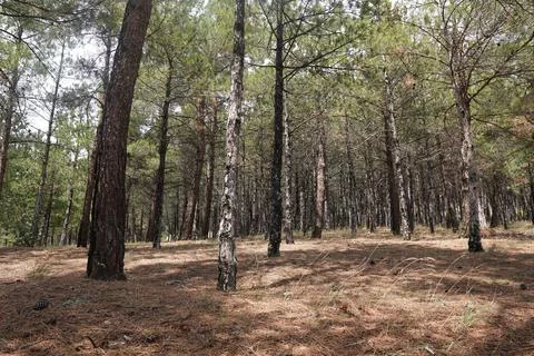 Nature landscape with trees Stock Photos