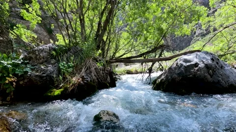 Nature landscape under the tree Stock Footage 199471279