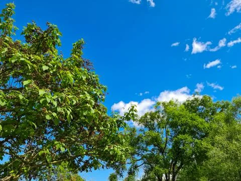 Nature landscape view of Clouds in the sky and Trees beautiful Stock Photos