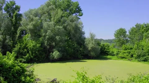 Nature landscape with water surface covered in duckweed Stock Footage 258609934