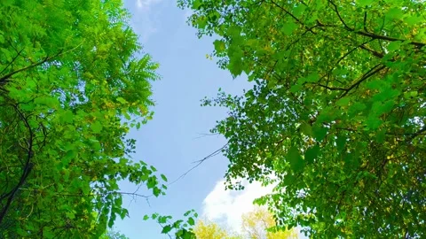 Nature landscape woods looking up at trees from above against sky background  Video stock 317134366