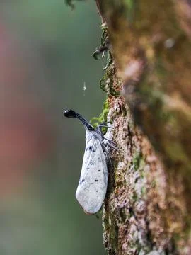 Nature, lanternflies  in the forest Stock Photos
