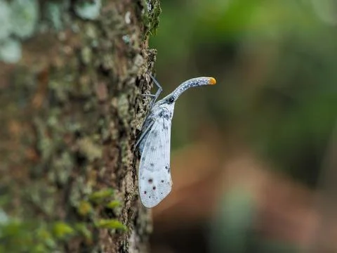 Nature, lanternflies  in the forest Stock Photos
