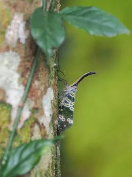 Nature, lanternflies  in the forest Stock Photos