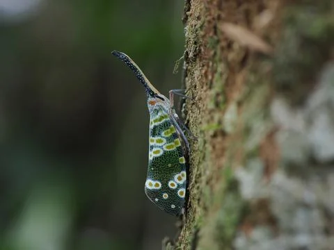 Nature, lanternflies  in the forest Stock Photos