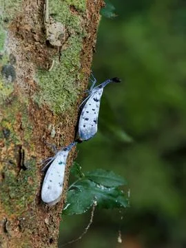 Nature, lanternflies  in the forest Stock Photos