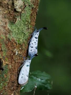 Nature, lanternflies  in the forest Stock Photos