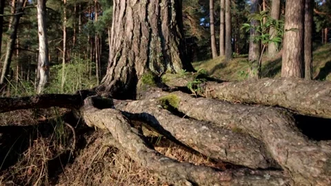 Nature of latvia Video stock 287698417