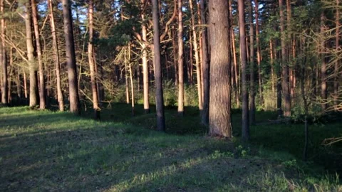 Nature of latvia Video stock 287698423