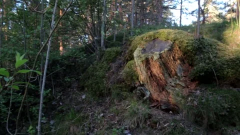 Nature of Latvia Video stock 287698424
