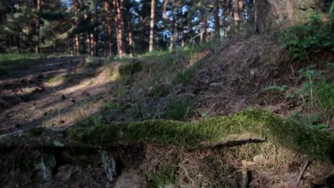Nature of latvia Video stock 287698438